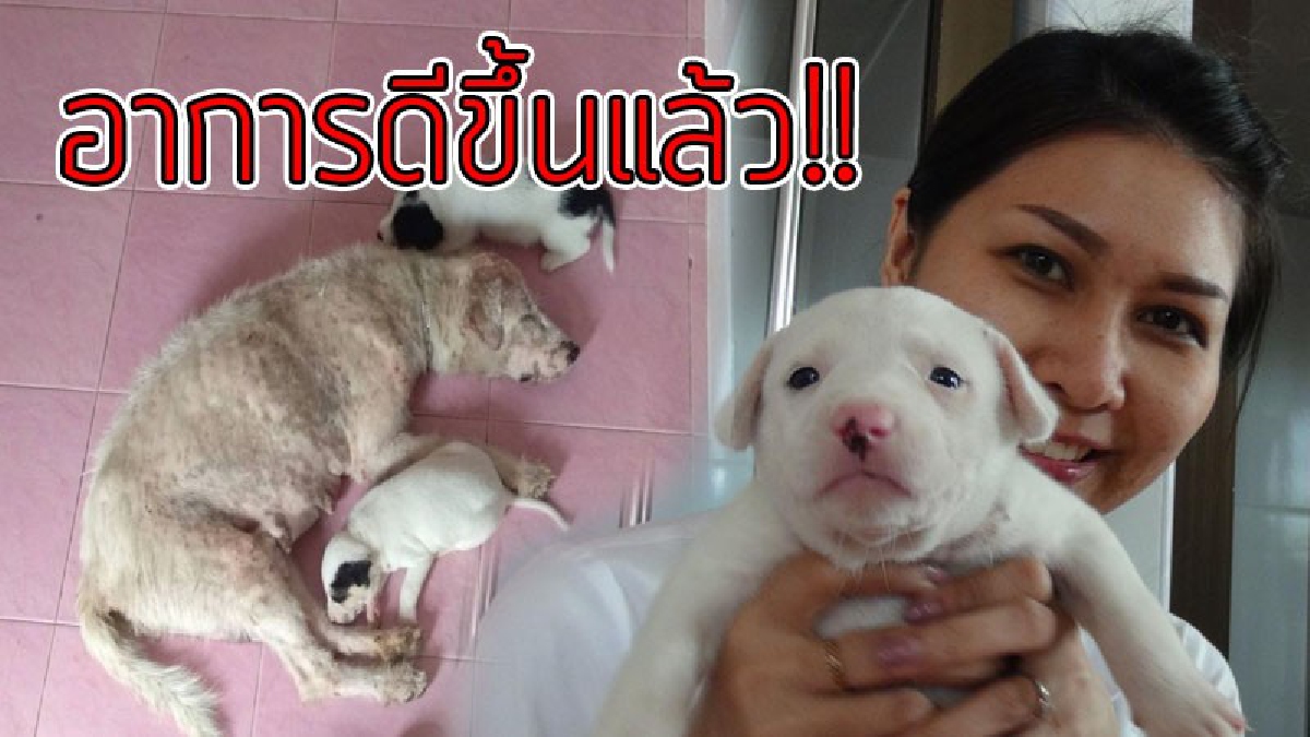 น้องดีขึ้นแล้ว!! เจ้าตูบจรจัด ตอนนี้อาการดีขึ้น หลังชาวบ้านและสัตว์แพทย์หญิงใจบุญช่วยเหลือรักษาแผลที่หัว..!!