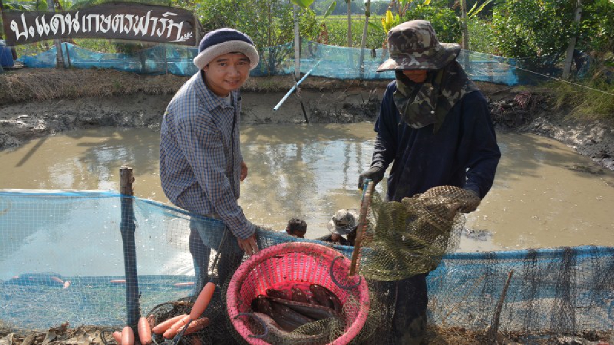 ปรบมือรัวๆ!!!ปลัดหนุ่มใช้เวลานอกราชการทำฟาร์มเลี้ยงปลาช่อนแม่ลาพันธุ์แท้ให้คงอยู่เป็นของดี!!ไม่หวงวิชาใครจะมาดูงานเชิญ