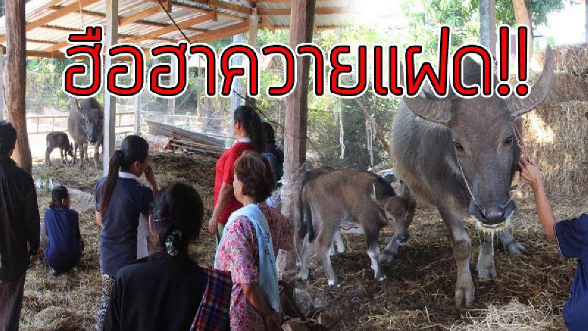 ส่องเลขตาแทบหลุด..!? ชาวบ้านแตกตื่น ฮือฮาพบควายออก "ลูกแฝด" เชื่อมาให้โชค แห่ตีเลขเด็ดกันแน่น มั่นใจงวดนี้รวยแน่ๆ..!!