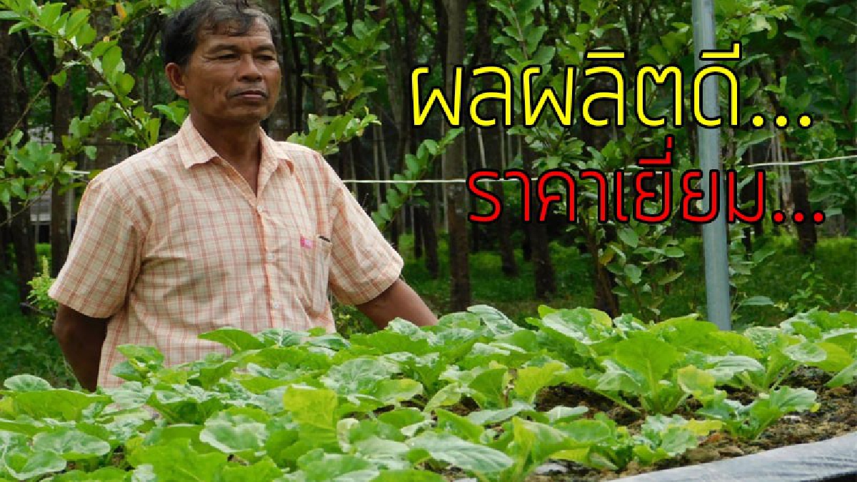 ผลผลิตเกินคาด!?? ชาวเกษตรไอเดียร์เก๋ ปลูกผักอินทรีย์บนกระเบื้องมุงหลังคา ได้ผลเกินคาดราคาดี ตลาดต้องการสูง..!!