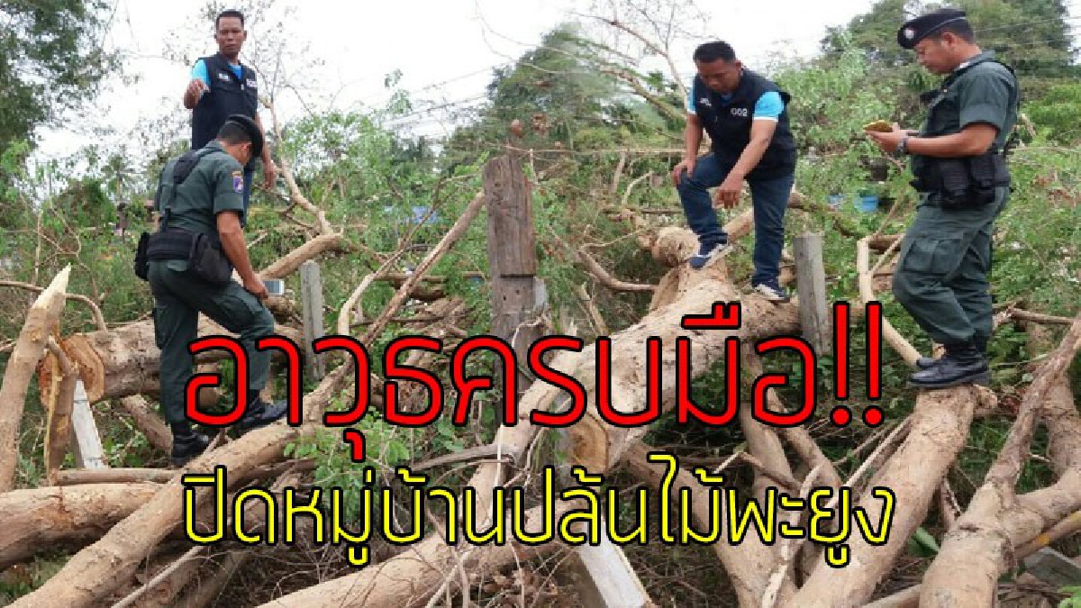 ตำรวจ ทหาร มีไว้ทำไม!? ชาวบ้านผวาหนัก คนร้ายอาวุธครบมือ ปิดหมู่บ้านปล้นไม้พะยูง เลื่อยยนต์ตัดหน้าบ้านคน พยานเผยมีปืนทุกคน..!!