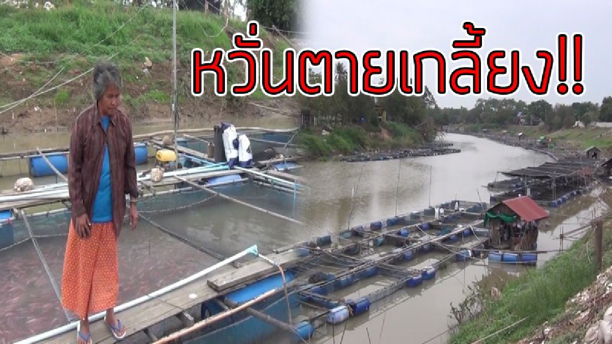 สุดห่วง!! เกษตรกรเลี้ยงปลากระชัง เฝ้าระวังหลังสภาพอากาศเปลี่ยนแปลงอย่างรวดเร็วหากอากาศปิดเกิน 3 วัน หวั่นปลาลอยหัวตายต้องยอมขาดทุนกว่าแสนบาท
