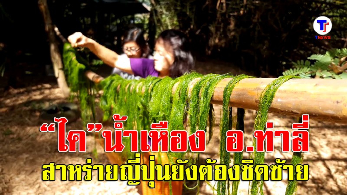 คนไทย-ลาว แห่ลงน้ำเหืองเก็บ“ไค” สาหร่ายน้ำจืดรสชาติไม่แพ้สาหร่ายญี่ปุ่น (มีคลิป)