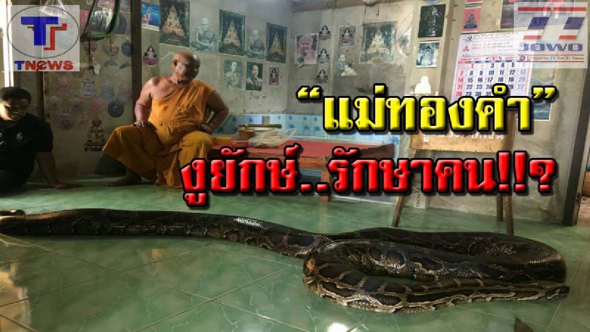ฮือฮา !! “แม่ทองคำ” งูเหลือมยักษ์รักษาคน วัดดังเมืองพระพรหม ผู้ป่วยรักษาจนหาย แห่กลับมาทอดผ้าป่า หาเงินซ่อมศาลาโรงธรรมหลายแสนบาท