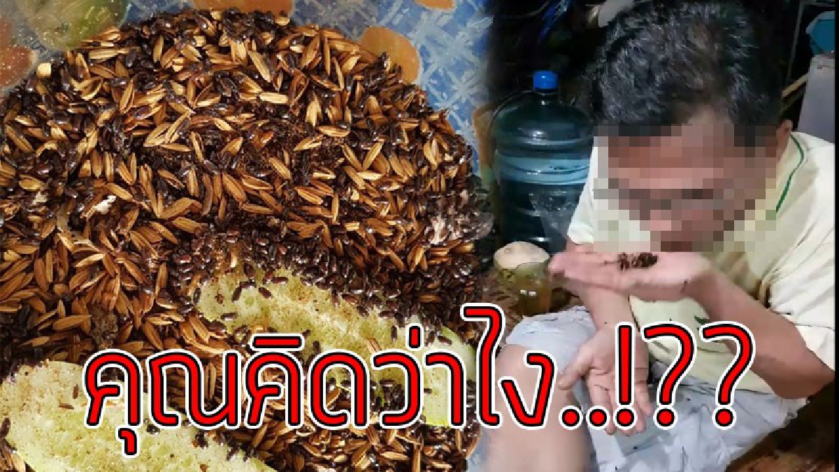 เปิบพิสดาร!! สวนกระแสความเชื่อ หนุ่มใหญ่เห็นแม่ค้าเลี้ยง "กระดิ่งเงิน-ทอง" เชื่อทำให้รวย จึงหยิบมากินสดๆ แล้วพูด "เลิกงมงายมันเป็นแค่แมลง"!?