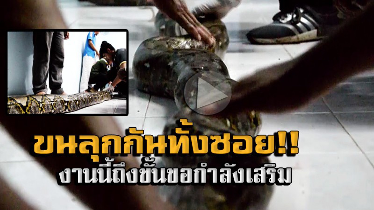 งานนี้ไม่ง่ายอย่างที่คิด !! ต้องขอกำลังเสริมด่วน งูเหลือมตัวใหญ่บุกบ้านชาวบ้าน ไม่ยอมให้จับง่ายๆ จับกันอย่างทุลักทุเล (มีคลิป)