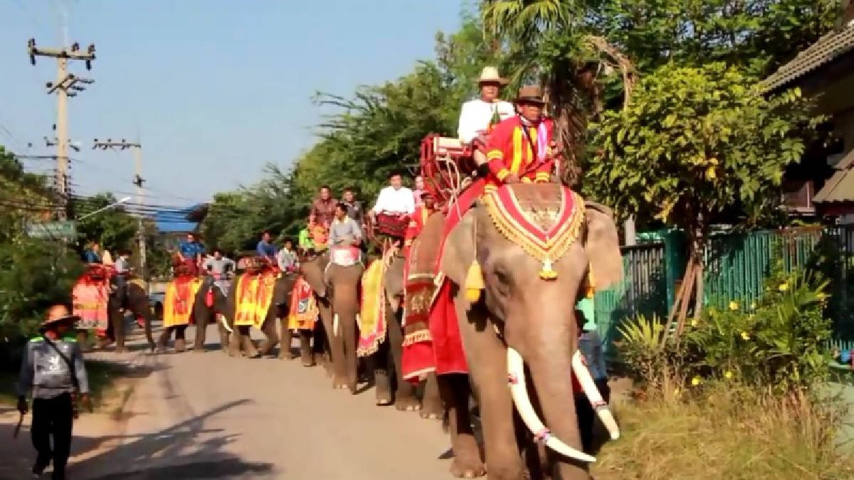 สุดยิ่งใหญ่!! หมู่บ้านช้างเก่าแก่เมืองชัยภูมิ รวมพลังจัดมหกรรมช้างคืนถิ่น เพื่อถวายเจ้าเมืองคนแรกที่ก่อตั้งเมืองมาเกือบ 200 ปี (ชมคลิป)