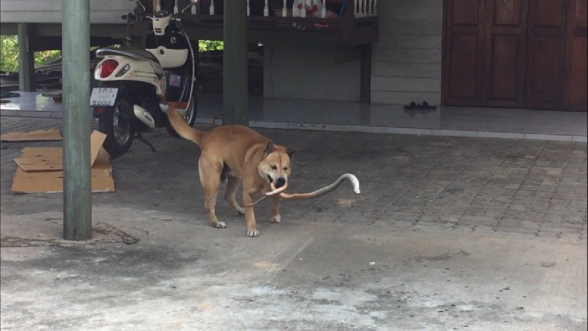 ผมจัดการเองครับนาย !? เจ้าตูบแสนรู้ รักเจ้านายสุดชีวิต เจองูเห่าเลื้อยเข้าบ้าน บุกเข้างับ ฟัด สู้ยิบตา  (อย่าพลาดชมคลิป)