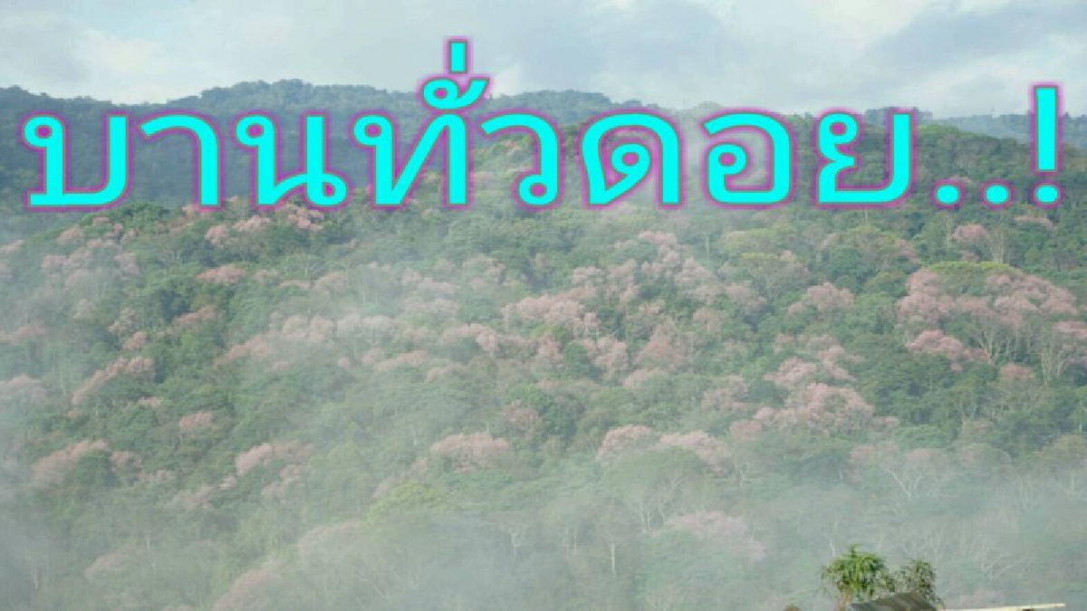 ซากุระเมืองไทยในสายหมอก เริ่มเบ่งบานเต็มภูทับเบิก อวดสายตานักท่องเที่ยว(มีคลิป)