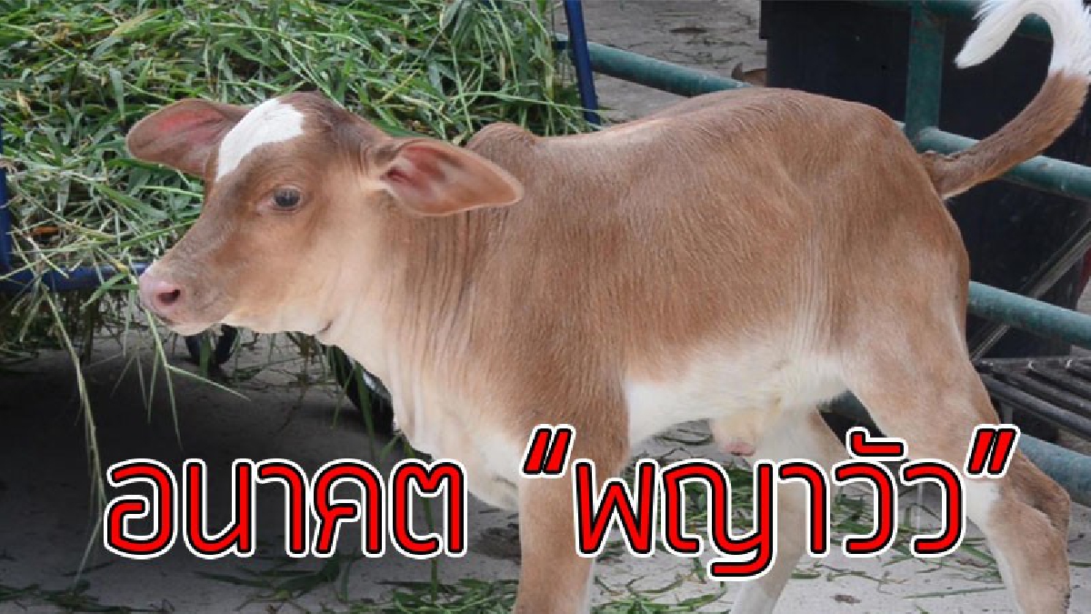 ไม่ขอขาย!! พบลูกวัวที่ชูวิทย์ฟามร์อุบลราชธานี มีลักษณะเด่น 5 อย่างครบ ที่แสดงถึงการเป็น "พญาวัว" เจ้าของฟามร์ไม่ยอมขายจะเลี้ยงดูไว้ตลอดชีวิต