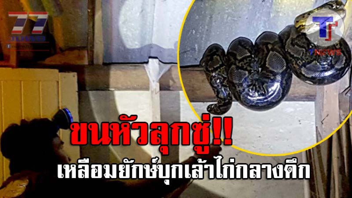 เลื้อยเขมือบสยอง..!! เจ้าของบ้านผวา ได้ยินเสียงไก่ร้องกลางดึก ออกมาดูถึงกับช็อค แม่เจ้าโว้ย...เจอไอ้เหลือมยักษ์ มันเลื้อยบุกถึงที่!? (คลิป)