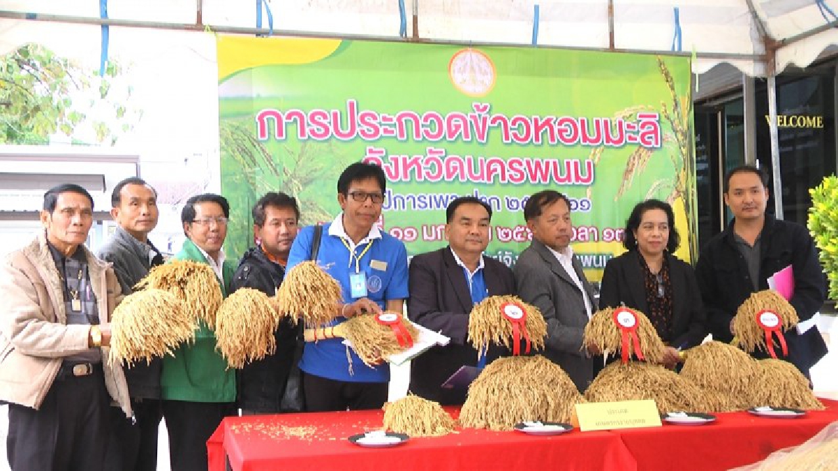 นครพนม เฟ้นหาข้าวหอมมะลิปีการเพาะปลูก 2560/61 ประกวดระดับประเทศ (มีคลิป)