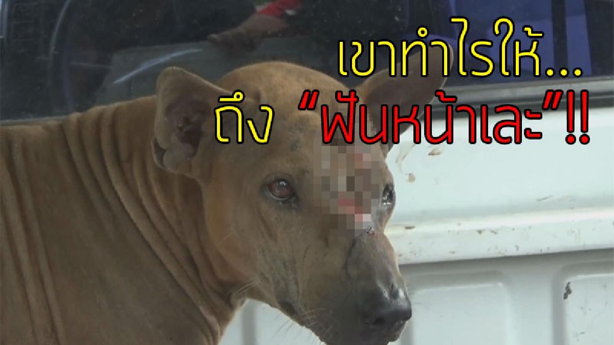 1 คนใจชั่ว 100 คนช่วย!? ชาวตลาดสวรรคโลก ร่วมใจเรี่ยไรเงิน ช่วยรักษาน้องหมา ถูกคนเลวฟันจนหน้าเหวอะ..!!