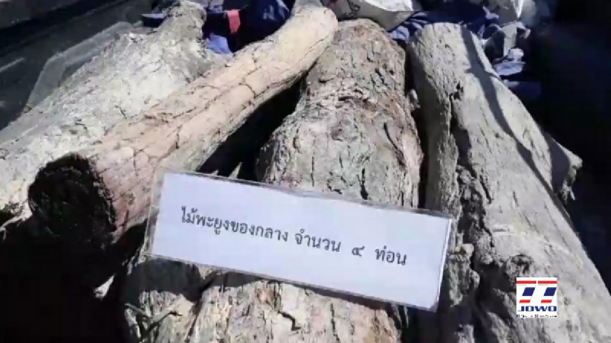 พร้อมรับมือ!! จนท.แถลงการจับกุมขบวนการแก็งมอดไม้ตัดไม้พะยูง ประกาศกร้าวพร้อมรับมือดัดหลังไม่ให้ต้ดได้อีก..!! (คลิป)