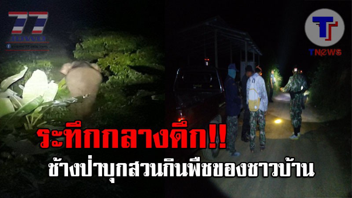 มันกล้ามาถึงถิ่น..!! ระทึกหนัก ช้างหนุ่มงายาว สูงกว่า 3 เมตร บุกกินพืชสวนถึงหลังบ้าน จนท.ระดมกำลังเร่งผลักดัน ให้เดินเข้ากลับสู่ป่า (ชมคลิป)