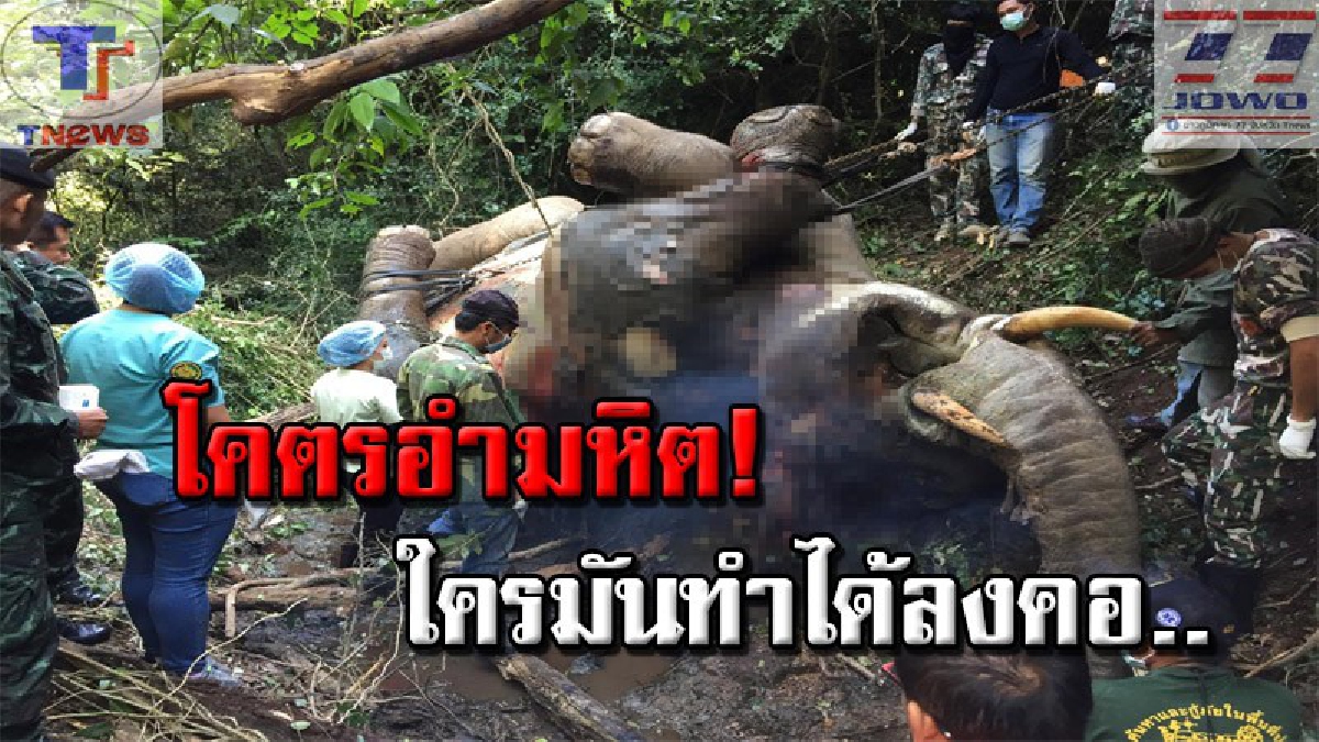 โหดเหี้ยมเกินมนุษย์ !! "ไอ้ด้วน" ช้างป่ากุยบุรี ล้มปริศนากลางป่า จนท.เร่งพิสูจน์ซาก ทึ่ง! เจอหัวกระสุนลูกซองฝั่งในลำตัว..(คลิป)