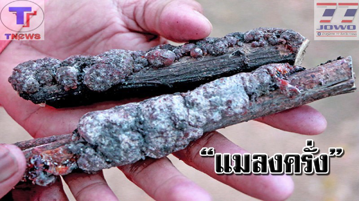 อากาศแปรปรวน !! กระทบวิถีเพาะเลี้ยง "แมลงครั่ง"  หลังอุณหภูมิลดต่ำฉับพลัน แมลงครั่งแพร่พันธุ์ช้า กระเทือนถึงผลผลิต.. (มีคลิป)