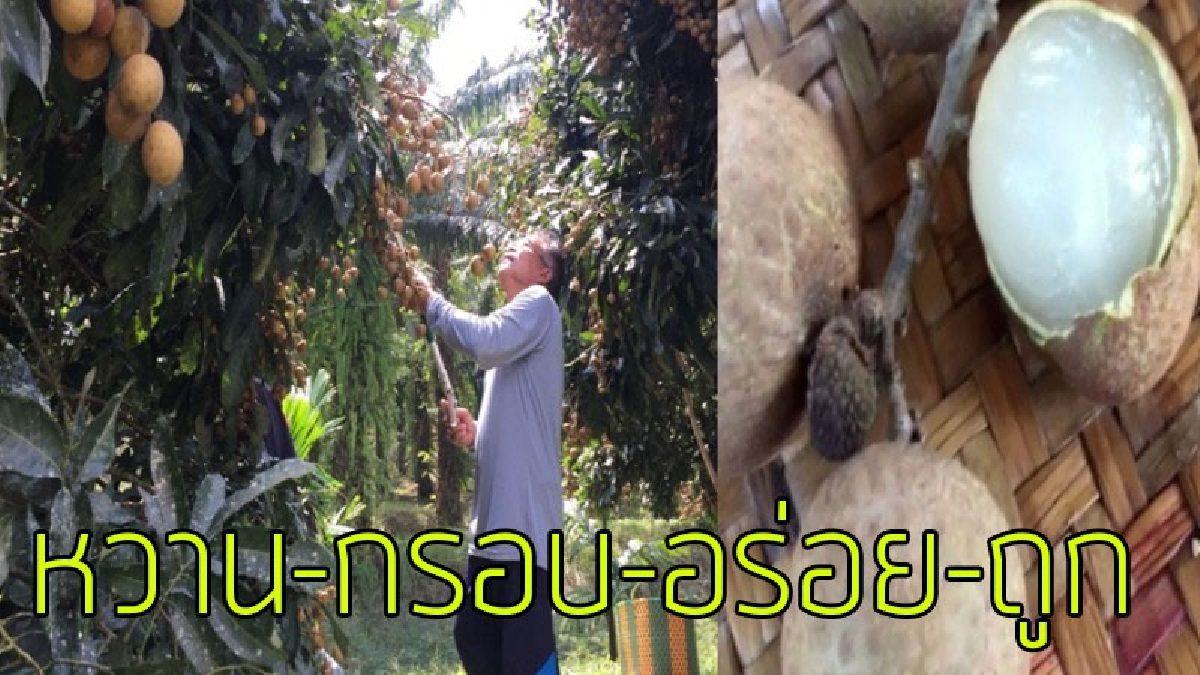 สุดยอดลำไยเมืองใต้!!! ปชช.และนักท่องเที่ยวแห่ชม แห่ซื้อลำไย “สวนลุงโชติ” 1 เดียวในภาคใต้ เผยสุดยอดลำไยลูกดก ผลใหญ่ หวาน กรอบ ราคาถูก (คลิป)
