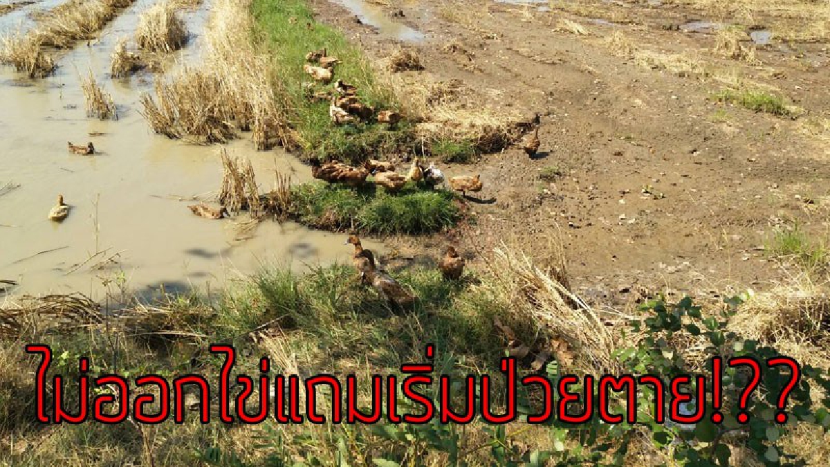 น้ำตาตกใน!! อากาศหนาวส่งผลกระทบผู้เลี้ยงเป็ดไล่ทุ่งในอำเภอโนนสูง "เป็ดไม่ออกไข่" แถมเริ่มทะยอยป่วยตาย..!?? (ชมคลิป)