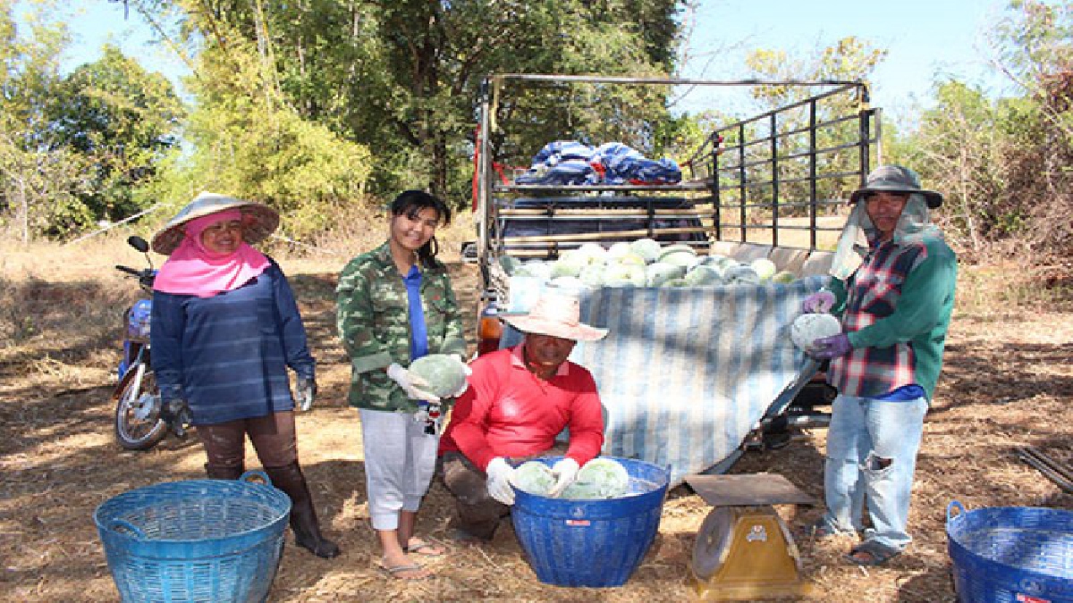 เกษตรกรชาวสวนตำบลเชียงสือ อ.โพนนาแก้วยืนยันฟักเขียวที่นี่ไร้สาร ปลอดสารพิษ 100%  เน้นปุ๋ยคอก ทิ้งไปเลยสำหรับปุ๋ยเคมี