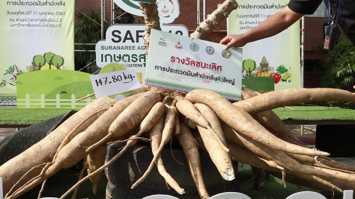 โคตรมันของจริง ! ตะลึงทั้งงาน รางวัลชนะเลิศการประกวด “มันสำปะหลังหัวใหญ่” ต้นเดียวหนักถึง 147 กก. (คลิป)