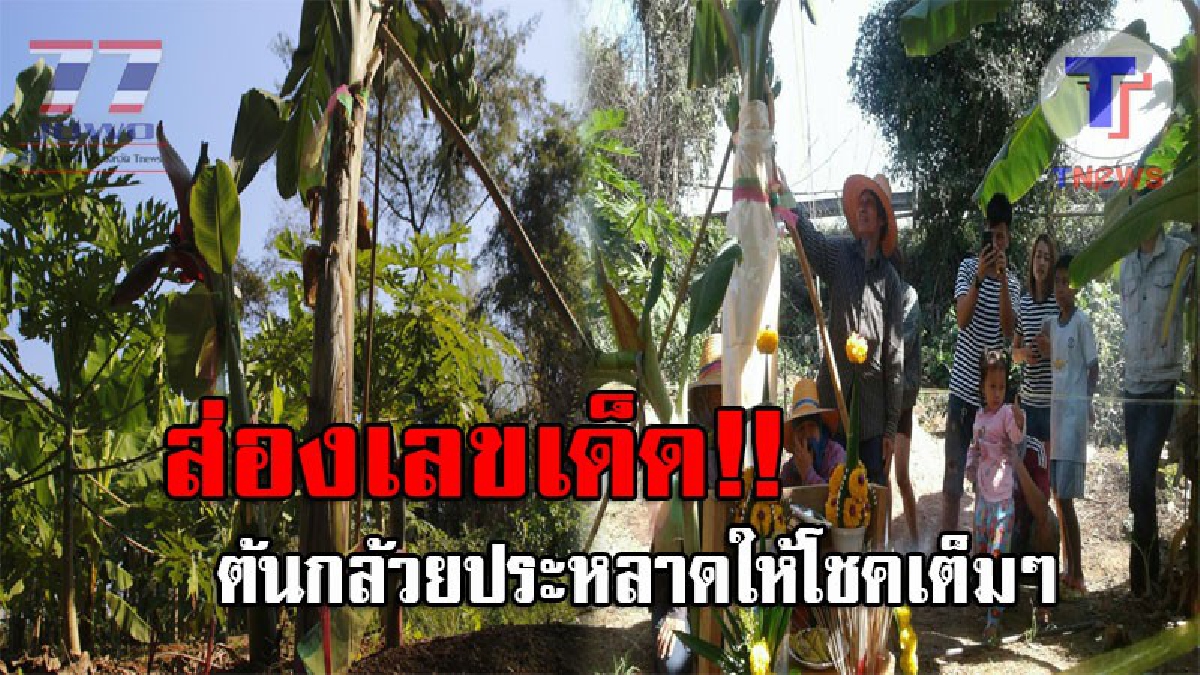 แผงหวยสะเทือน..!! ชาวบ้านฮือฮา ต้นกล้วยประหลาด โผล่จากดินสูงเมตรกว่าๆ งานนี้คอหวยไม่พลาด แห่จุดธูปขอเลขเด็ด ลั่นงวดนี้มาแน่!? (ชมคลิป)