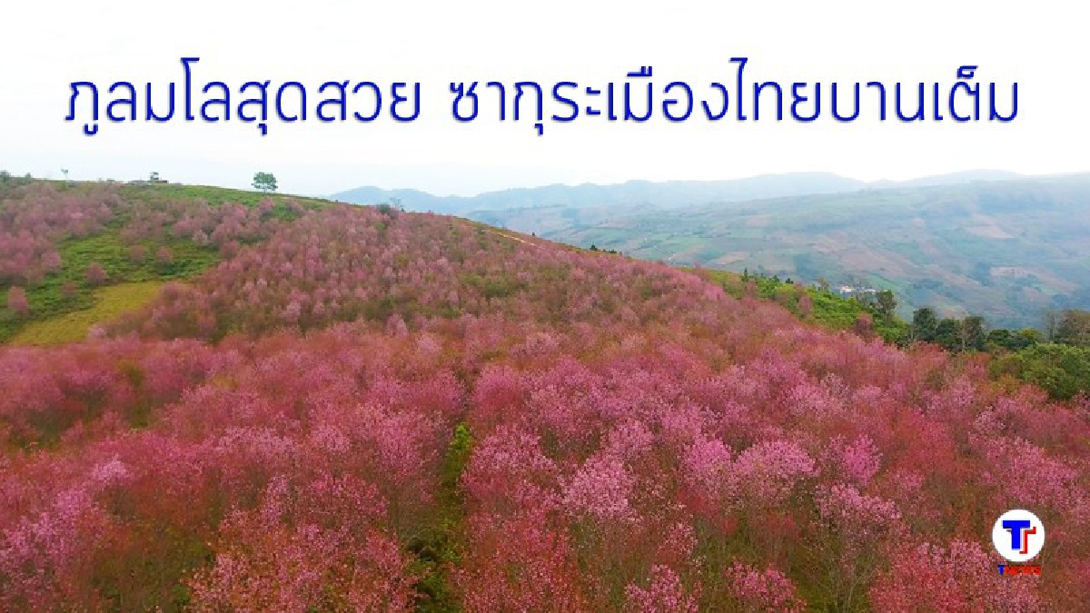 เห็นแล้วต้องร้องว้าว..!! งดงามสุดๆ สัปดาห์ภูเขาสีชมพู ชมดอกซากุระเมืองไทย ที่ภูลมโล อ.ด่านซ้าย จ.เลย ท่ามกลางอากาศหนาวจัด 6 องศาฯ (ชมคลิป)