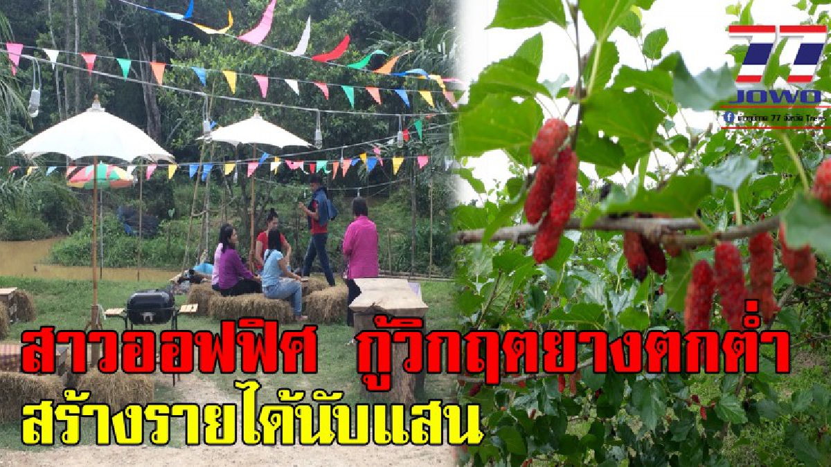 ยางราคาตก เราก็ไม่อดตาย !? สาวออฟฟิศ ทิ้งเงินเดือนประจำ ลุยกู้วิกฤตราคายางตกช่วยครอบครัว ทำสวนเกษตรผสม นทท.แห่ชม รายได้นับแสนบาท