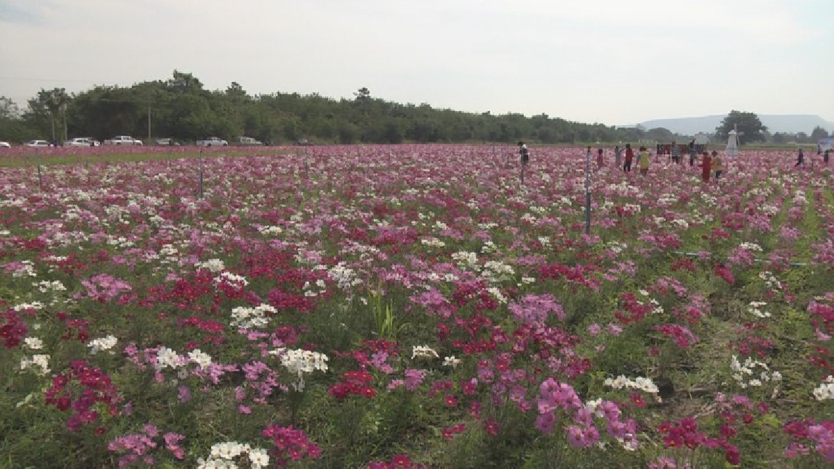 ชมฟรี!! ความสวยงามของทุ่งดอกไม้ 100 ไร่ ภายในวิทยาลัยเกษตรและเทคโนโลยีนครราชสีมา เปิดให้เข้าชมไปจนถึงสิ้นเดือนกุมภาพันธ์ (มีคลิป)