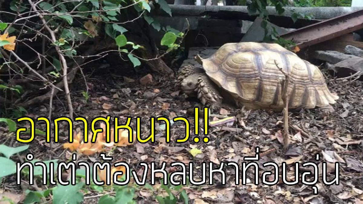 ความหนาวทำพิษ!? อากาศที่หนาวเย็น ส่งผลกระทบกับ "เต่าเพ็ก" ที่หมู่บ้านเต่า ทำให้ต้องอาศัย อยู่ใต้ต้นไม้ เพื่อรักษาความอบอุ่น..!!