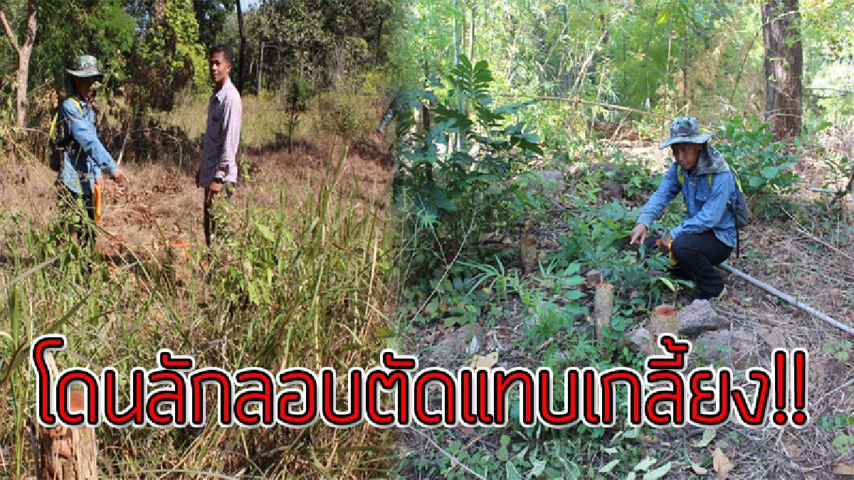 พวกหนักแผ่นดิน!?? ชาวบ้านสำรวจแนวกันไฟป่า สุดช็อกพบไม้แดงถูกลอบตัดเกือบ 100 ต้นบนป่าเขาคงคา..!! (ชมคลิป)