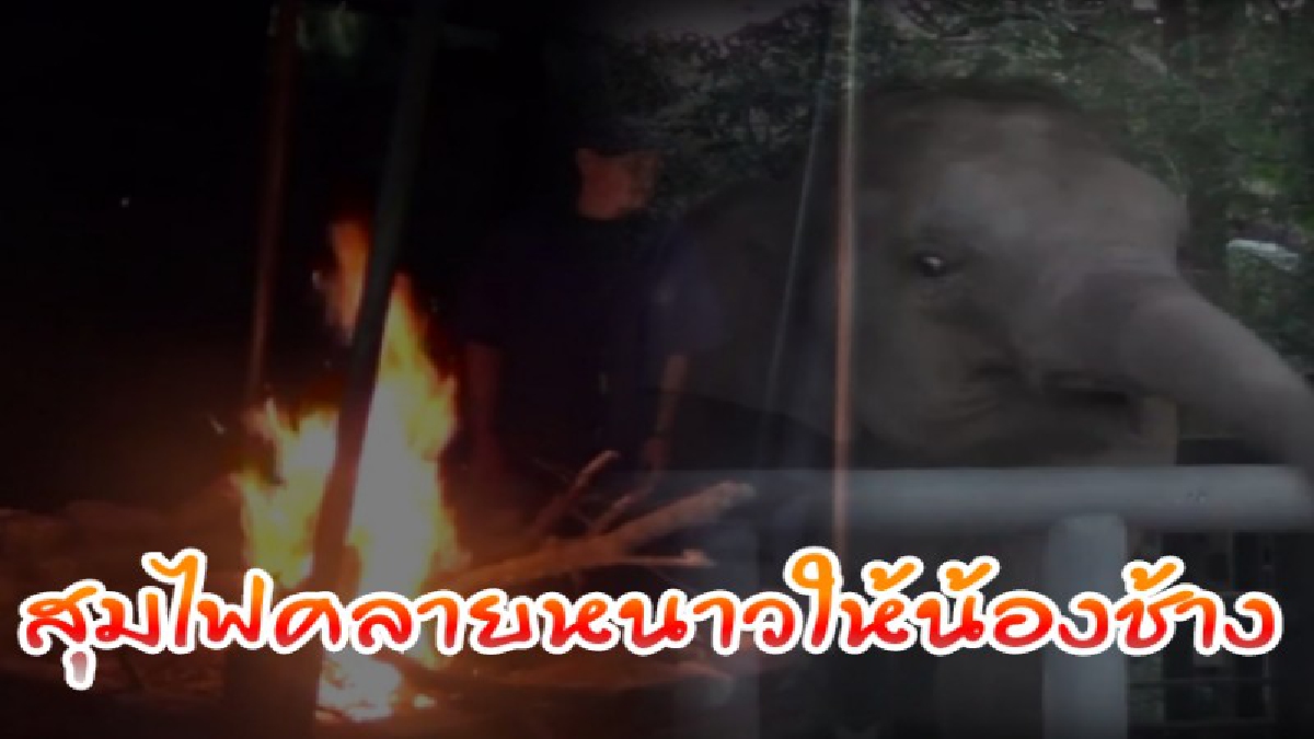 สุมไฟให้ช้างกันหนาว!! อุณหภูมิที่ลดลง อากาศที่หนาวเย็น จนต้องสุมไฟให้ช้าง 11 เชือกที่ป่วย หวั่นกลัวอาการช้างจะทรุด (มีคลิป)