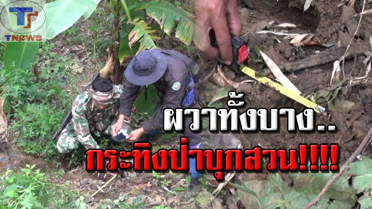 กระทิงบุก..!!!!! ชาวบ้านผวาหนัก พบกระทิง 2 ตัวลงจากเขา บุกเข้าสวนเกษตร หวั่นถูกทำร้าย โร่แจ้งหน่วยงานช่วยเหลือด่วน! (คลิป)