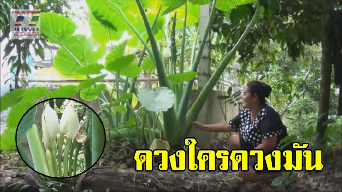 พลาดไม่ได้...ชาวบ้านแห่กราบไหว้ขอเลขเด็ดจากต้นคูน (ต้นอ้อดิบ)ที่ออกดอกถึง 7 ดอก คล้ายดอกต้นกวักเงิน (คลิป)