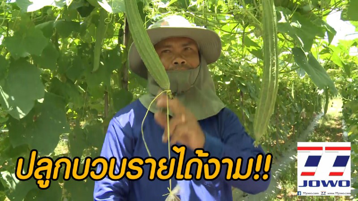 ชีวิตต้องสู้!! หนุ่มโคราชผันตัวจากการทำนา หันมาทำการเกษตรปลูกบวบขาย ผลผลิตงอกงาม รายได้ครึ่งแสนบาทต่อเดือน