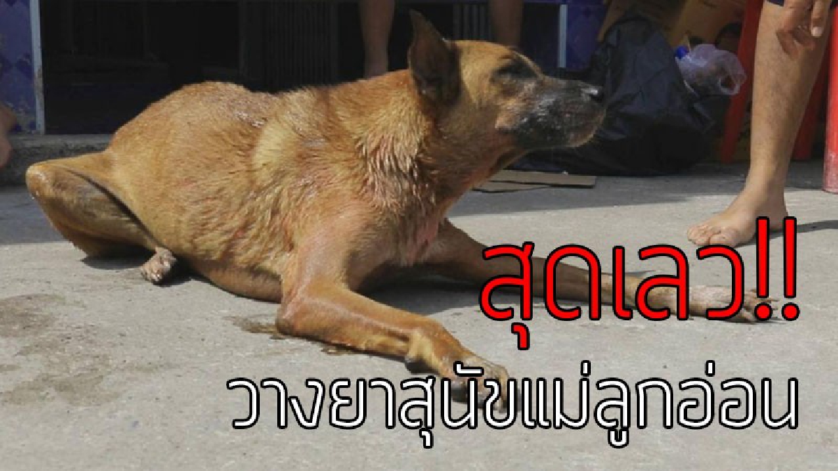 จิตใจทำด้วยอะไร!? คนใจชั่ววางยา "สุนัขแม่ลูกอ่อน" ในวัด ไม่กลัวบาปกรรม สุนัขเดินโซเซ ตัวสั่น หวังให้คนเห็นแล้วช่วยชีวิต..!!