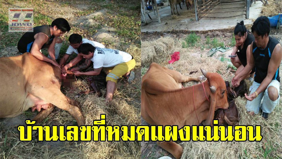 ส่องด่วน "แม่วัวคลอดลูกแฝด" เจ้าของเผยนี่เป็นท้องแรก  เชื่อ..มาให้โชคแน่นอน  (คลิป)