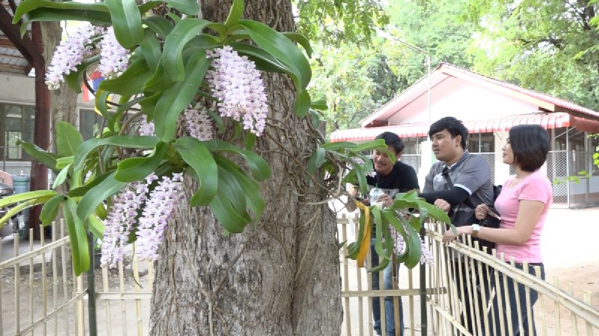 กล้วยไม้ป่าพันธุ์ช้างกระ ที่อำเภอมัญจาคีรี จังหวัดขอนแก่น บานรับนักท่องเที่ยว ให้เดินทางมาเที่ยวชมความงาม ที่ธรรมชาติให้รังสรรค์ขึ้น