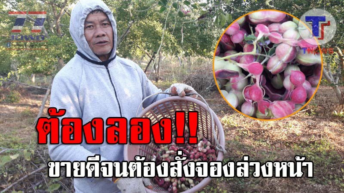 ขายดิบขายดี..!! แม่ค้าถึงกับต้องจองคิวชื้อ "มะขามเทศพันธุ์ฝักสีชมพู" จากชาวสวน เป้นที่ต้องการของผู้บริโภค แถมสร้างรายได้อย่างงดงาม (ชมคลิป)