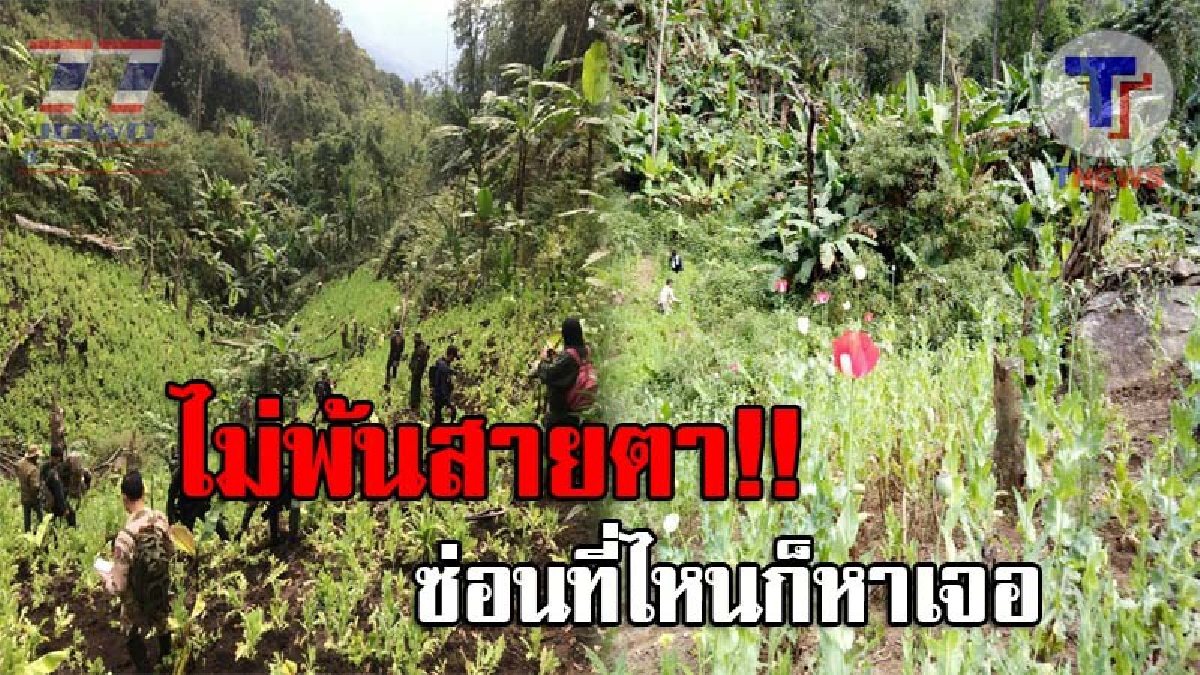 สุดตะลึง..!! จนท.ออกลาดตระเวน เจอเข้าจังๆไร่ฝิ่น เกือบ 4 ไร่ กลางหุบเขา หลังมีกลุ่มชาวบ้าน-นายทุน ลักลอบเข้ามาปลูก แต่กลับไม่พ้นสายตา!?