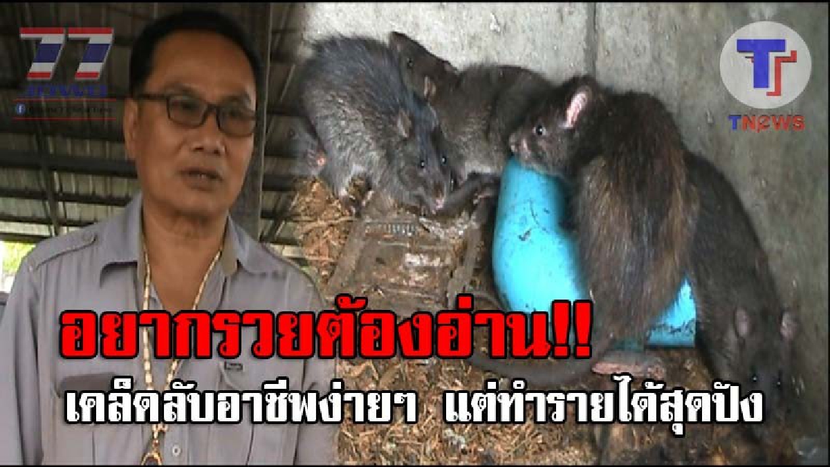 ทำคนทั้งจังหวัดตกตะลึง..!! ลุงวัย61 เปิดทำฟาร์มเลี้ยง "หนูนา" ส่งขาย แทบไม่น่าเชื่อ แค่เพียง 7 เดือน กลับสร้างรายได้นับแสนต่อเดือน!? (คลิป)
