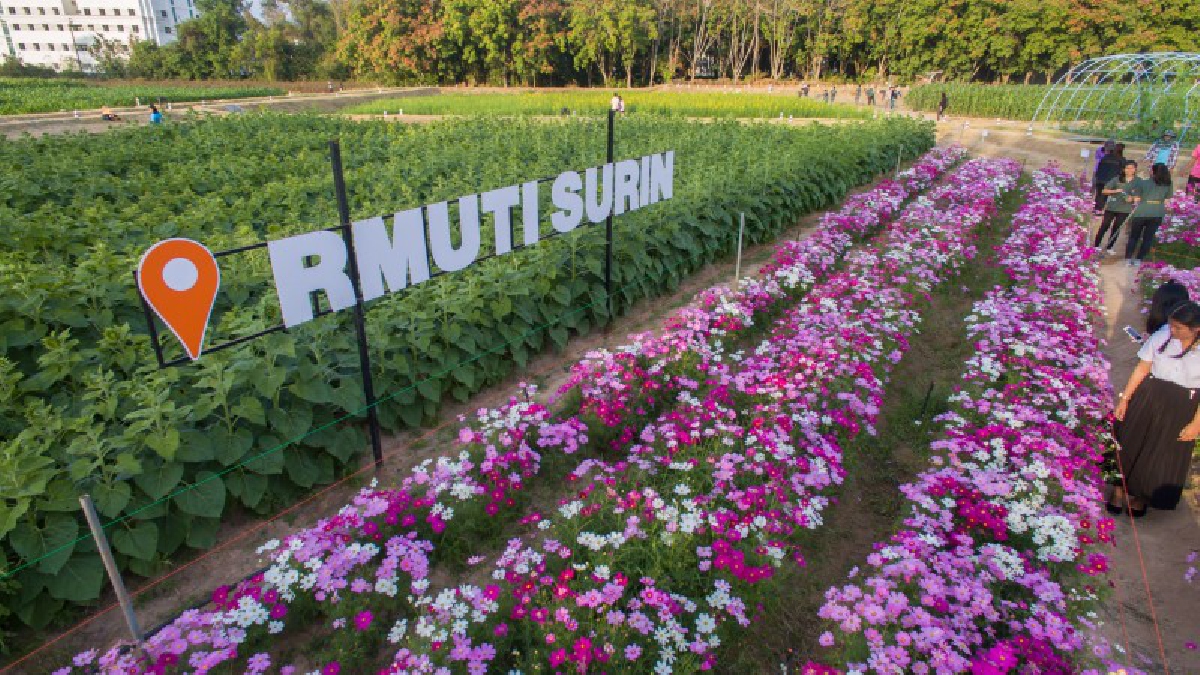 ปักหมุดเที่ยว!? แหล่งท่องเที่ยวใหม่ &ldquo;ทุ่งดอกคอสมอส&rdquo; สวิสเซอร์แลนด์แดนอีสานใต้ มทร.สุรินทร์ บอกได้เลยว่า "พลาดแล้วจะเสียใจ"