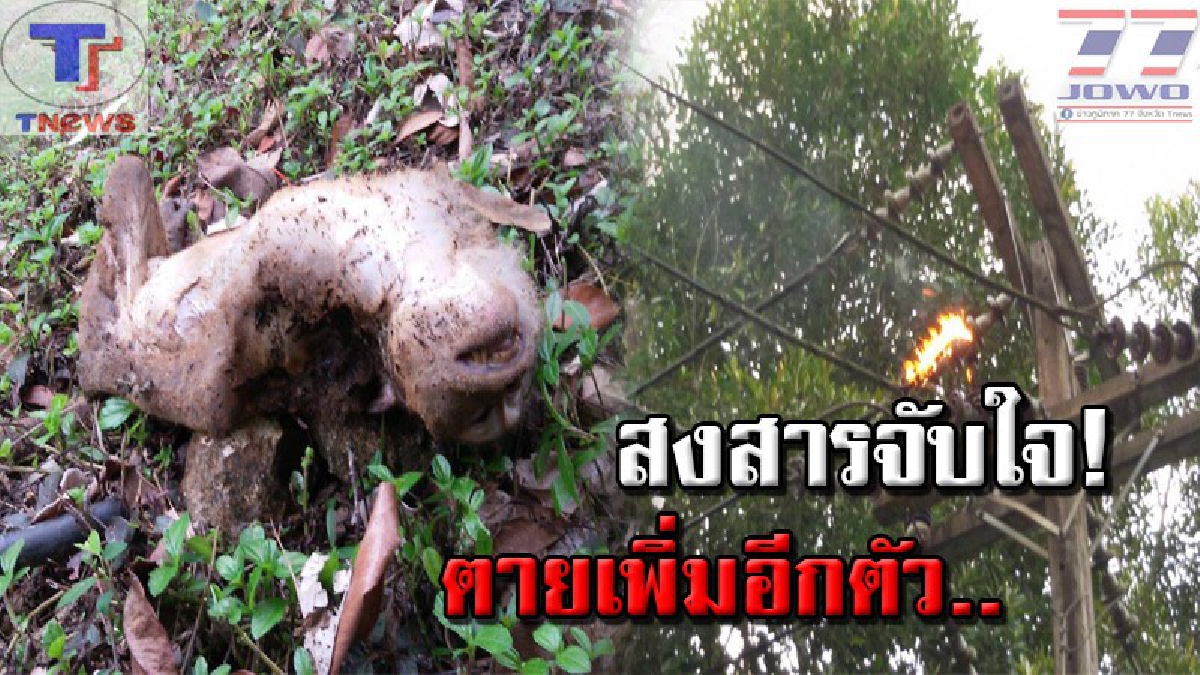 ตัวแล้วตัวเล่า..!!? ลิงแสมเกาะช้างตายอีกแล้ว..หลังปีนเสาไฟฟ้ารอขออาหาร แต่กลับถูกช๊อตสนั่นตายคาที่ สภาพสุดเวทนา..(มีคลิป)