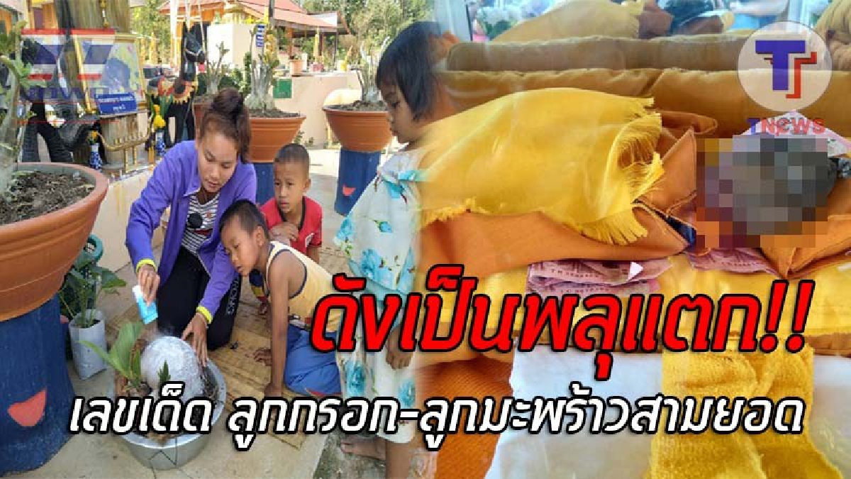 แผงหวยแทบแตก..!! ชาวบ้านแห่ขอเลขเด็ด ลูกกรอก-ลูกมะพร้าวสามยอด หลังให้โชคถูกกันมาแล้วทั้งหมู่บ้าน งวดนี้ไม่พลาด..โผล่ให้เห็นชัดๆ!? (ชมคลิป)