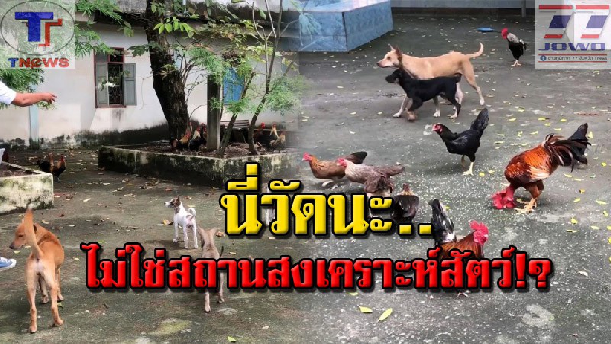 ไม่รักก็เอามาทิ้ง..แบบนี้ใช้ไม่ได้!? วัดดังหาดใหญ่เดือดร้อนหนัก วอนชาวบ้านหยุดนำสัตว์มาปล่อย เผยปัจจุบันมีเป็นร้อย ดูแลไม่หวั่นไม่ไหว (คลิป)