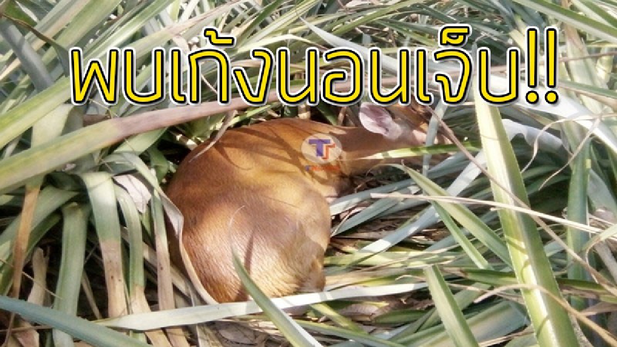 สุดสงสาร!? พบ "เก้งป่า" บาดเจ็บที่ขาขวา ไม่สามารถลุกเดินได้ นอนตัวสั่นอยู่ในสวนสับปะรด..!!