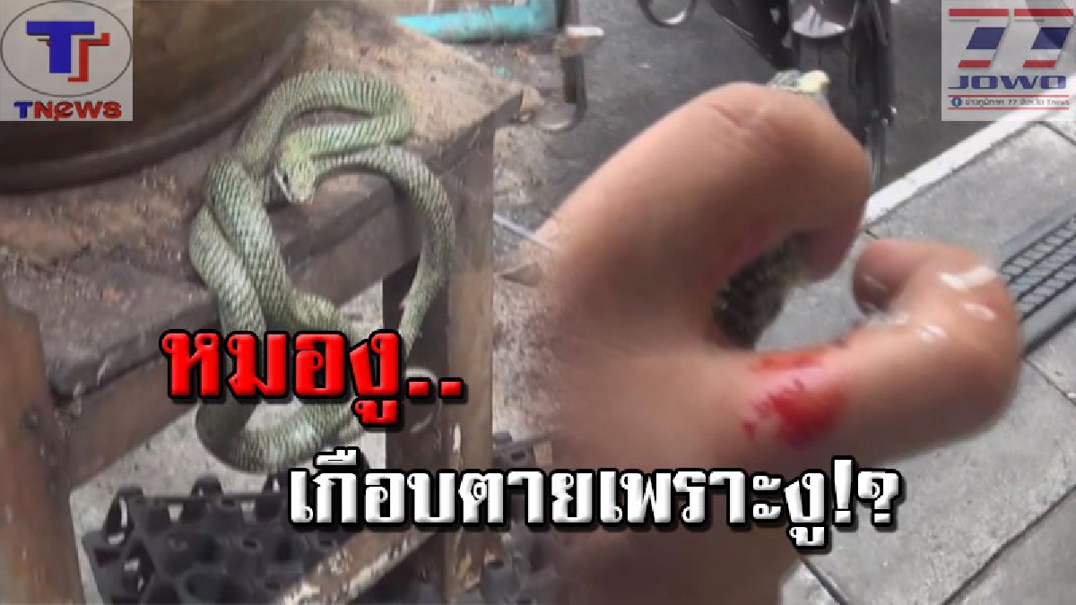 โรงพักก็ไม่เว้น..!!? แตกตื่นกันถ้วนหน้า "งูบุกโรงพัก" จนท.กู้ภัยโร่จับอย่างด่วน แต่ดันพลาด ถูกงูฉกเข้าที่นิ้ว เดชะบุญ..งูไม่มีพิษ !? (คลิป)
