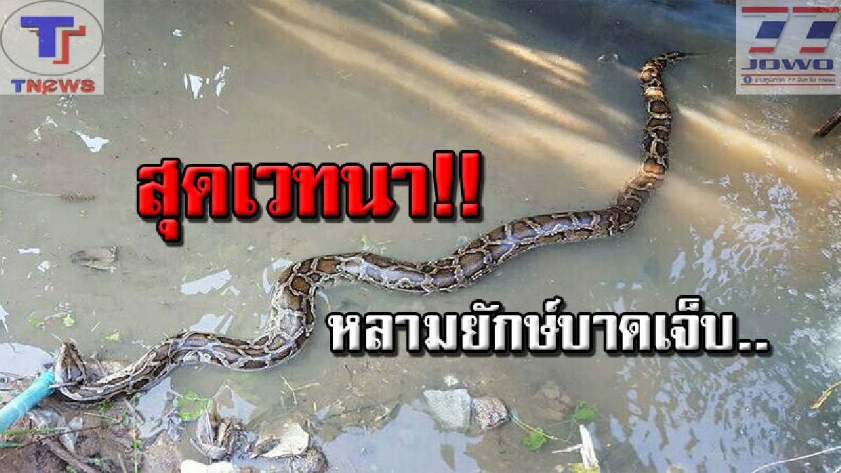 สุดเวทนางูหลามยักษ์ !! ชาวบ้านตกใจแทบช็อค เจองูหลามยาวกว่า 5 ม. นอนบาดเจ็บ โร่แจ้งกู้ภัยฯ ช่วยเหลือด่วน..(มีคลิป)