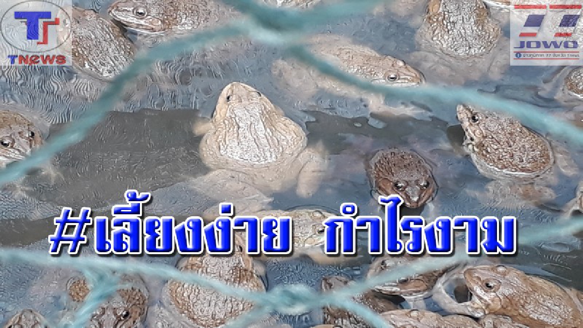 น้องกบในล้อยาง !! เลี้ยงเอง ขายเอง ไม่ง้อตลาด ลงทุนแค่นี้..!? แต่รายได้เป็นกอบเป็นกำ ตกเดือนละเกือบ 3 หมื่น!! (คลิป)