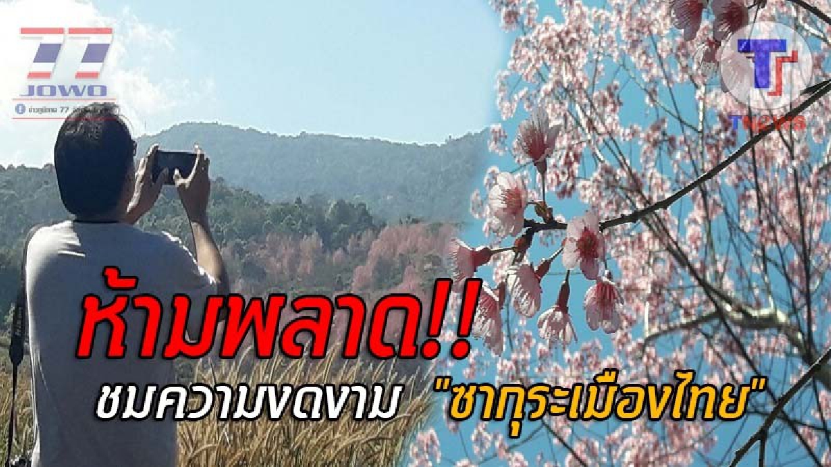 สวยงามสุดประทับใจ..! นทท.แห่ชม ดอกนางพญาเสือโคร่ง "ซากุระเมืองไทย" เบ่งบานกว่า 400 ไร่ (UNSEEN) แห่งใหม่ของภูทับเบิก กับบรรยากาศเย็นสบาย!?